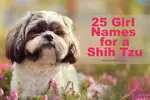 Need some ideas for the best girl name for your Shih Tzu? Here you will find some great girl names that may inspire you or perfectly match your dogs personality