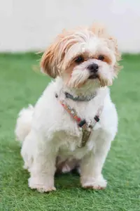 While a dog harness and a dog collar each have their uses, there are significant differences that you need to know when it come to the safety of your Shih Tzu