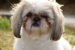 Shih Tzu eye problems are not uncommon due their distinctly large and protruding eyes but, learning how to spot eye issues early may help minimize the damage