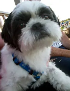 Dog trainers know these 5 simple, but highly effective dog obedience training tips that can help pet parents teach their strong-willed Shih Tzu to behave on cue