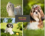 Shih Tzu's colors range from black, white, tan, red, blue, yellow, silver, gray, and more. Come and learn about the most common and most rare Shih Tzu colors