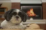 Shih Tzu are a fantastic choice for an apartment dog due to its size and temperament. Get the facts on these calm and quiet pups that make great neighbors too
