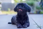 An all-black Shih Tzu is extremely rare as this breed typically features a variety of coat colors and patterns. Learn more about these uncommon beauties.