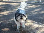 Learn how to train a Shih Tzu puppy with these basic obedience commands. Whether a puppy or full-grown, easily train your dog to sit, come, stay and more