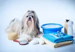 These 8 simple tips for bathing your Shih Tzu makes this essential chore less stressful and more enjoyable for both you and your Shih Tzu