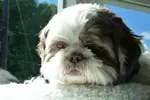 Liver Shih Tzu are almost the same as standard Shih Tzu, except for their noses, eyes rims, lips, and paw pads. Learn about what sets the liver Shih Tzu apart