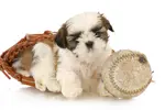 Some of the best dog names for shih tzu boys will be created with your dog’s personality in mind, however, here are some cool boy dog names to help get started