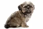 Brindle Shih Tzu dogs: Explore these fascinating multi-colored dogs! Learn about their intricate coat patterns, genetics, and how they're one-of-a-kind.