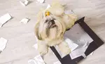 Getting your Shih Tzu puppy to stop chewing on everything takes a bit of patience and know how.  Here’s a simple trick to curb your puppy’s naughty behavior 