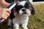 To clean your Shih Tzu’s ears you don’t need fancy tools, but you do need to know how.  Here’s a closer look at how and why, and what to look for