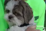 Cleaning a shih tzus eyes.  Regular cleaning not only keeps his eyes free from dirt and bacteria, but also helps keep you on top of any changes needing care