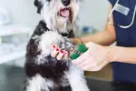 Cutting dogs nails may not be on your list of things to do, but it should be. Here are some tips that will help make it easier for both you and your dog
