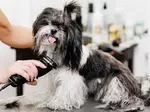 Dog grooming clippers demystified! What every pet owner should know about dog clippers and how you can choose one the best for your Shih Tzu.