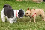 Generally, Shih Tzu are good with other dogs.  However, each dog has their own unique personality and experiences.  Here’s how to spot and avoid a bad encounter
