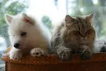 Are Dogs Smarter than Cats? The war between which pet is smarter continues to wage on between cat owners and dog owners. But now the battleground is in the field of intelligence and one side is using science for proof