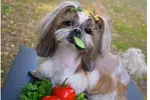 Shih Tzu can gain many health benefits from eating fruits and vegetables.  However, there are several that could give your Shih Tzu serious health problems