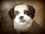 History of Shih Tzu dogs is an interesting one. Learn the lowdown on this ancient breed and the legend that surrounds this enlightened little lion dog.