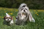 Adult Shih Tzu all have long hair, which may cut shorter for easier maintenance however, this will depend on whether it has been bred with another dog breed 
