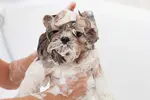 Cleaning your Shih Tzu without a bath may sound weird, yet here are some simple ways to keep them clean and fresh between regular grooming visits