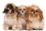 The question "do Shih Tzu shed?" has been asked by nearly everyone who has ever seen a Shih Tzu.  Find out what we've discovered from raising our own Shih Tzu