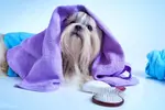 Puppy Grooming starts when the pup is still young, yet able to be safely handled.  The sooner you introduce your puppy to the process the easier it becomes