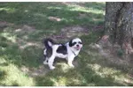 Potty training a Shih Tzu is no more, and no less difficult than it is to train any other dog.  However, there are simple ways to make training more effective.