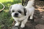 A senior Shih Tzu's needs change as the grow into their golden years so it's important you know what changes will occur and what you need to do to care for them