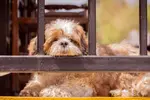 Does your dog have separation anxiety? Here are the telltale signs that your Shih Tzu may be have separation anxiety when you are not around and what you can do