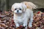 Discover the Shih Poo, an energetic and devoted breed. Learn about their health, grooming, and vibrant character. They're the sidekick you never knew you needed