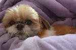 Discover why Shih Tzus make excellent emotional support animals, how to certify yours, and understand your rights and responsibilities as pet owners.