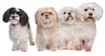 Shih Tzu mixes are a cross between two purebred dogs that can result in a variety of desirable traits. Discover which breeds are often mixed with the Shih Tzu.