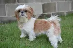 The Shih Tzu personality is that of a sweet natured, loyal, friendly and playful breed. They are also smart and independent yet prefers being with their human