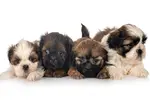 Shih Tzu puppies can have different colors depending on their parents and other factors. Some can be rarer than others or have a slightly different coloring.