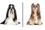 Shih Tzu and Lhasa Apso dogs look very similar and upon first glance can be difficult to tell which is which. Here we give simple ways you can tell them apart