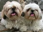 Are Shih Tzu better in pairs?  We wondered that too and welcomed a second Shih Tzu into our home. Here’s what we found out about having more than one dog