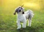Shih Tzu are not typically an aggressive breed however, over time a dog can develop bad behavior. Learn how to spot and correct it before it gets out of control