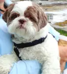 Discover 25 interesting and fun Shih Tzu facts and information in our list about this small companion dog’s history, appearance and more that may enlighten you