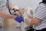 Spaying your female Shih Tzu is best done before her first heat cycle, however, neutering a male Shih Tzu is a little different. Here’s what you'll need to know