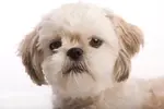 Trimming around a Shih Tzu's eyes can be intimidating at first, but with practice and know how you can get this important task done quite easily using these steps
