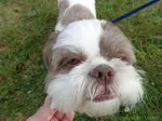 Washing a Shih Tzu’s face is an essential part of their grooming, however, going to the groomers everyday isn’t very practical. Here’s what you can do instead
