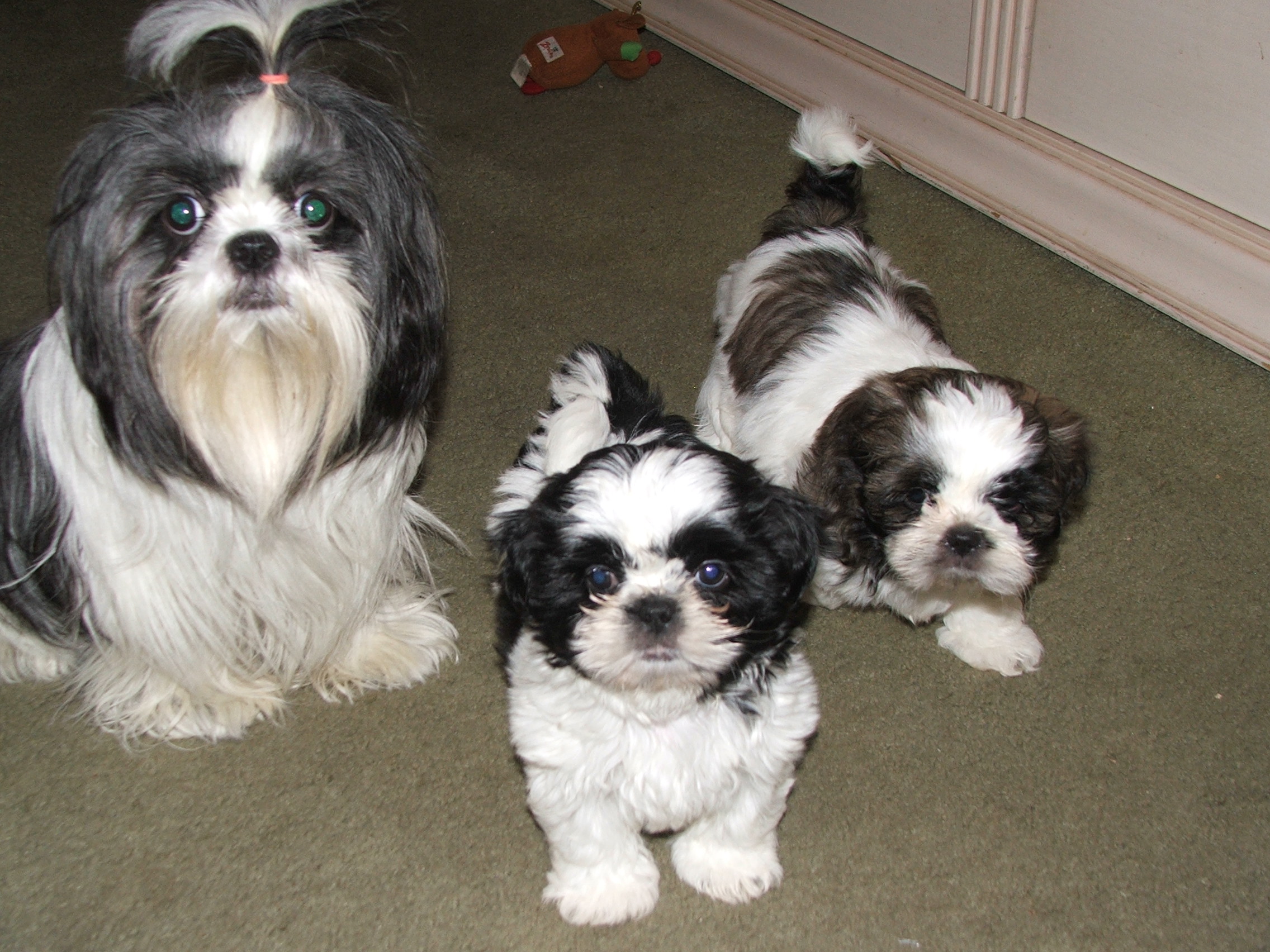 When Are Shih Tzu Fully Grown