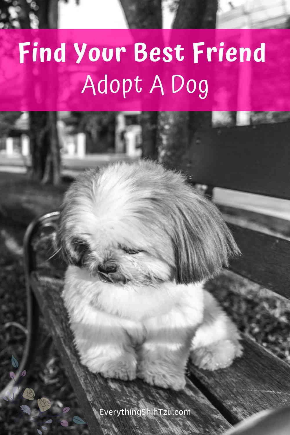 shih tzu dogs for rehoming