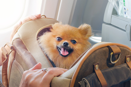 shih tzu on plane