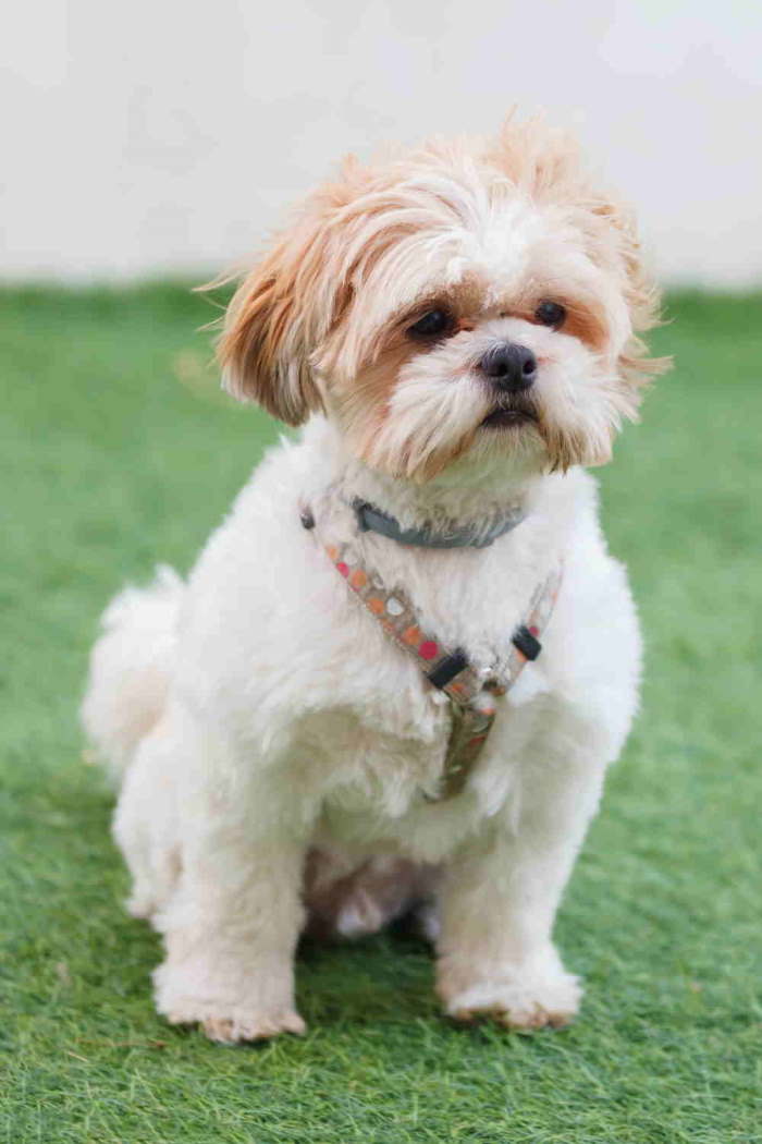 what are the best leashes for shih tzu puppies