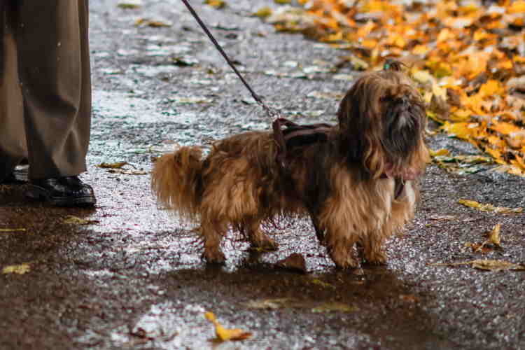 Best leash for shih sales tzu