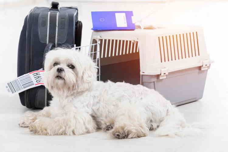 Flying With Dogs Prepare For In Cabin Travel With Your Shih Tzu