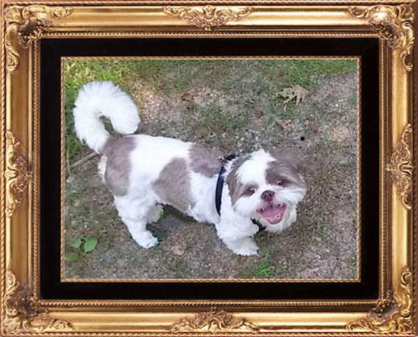 Max smiling while we take a walk through the woods Max the Happy Shih Tzu