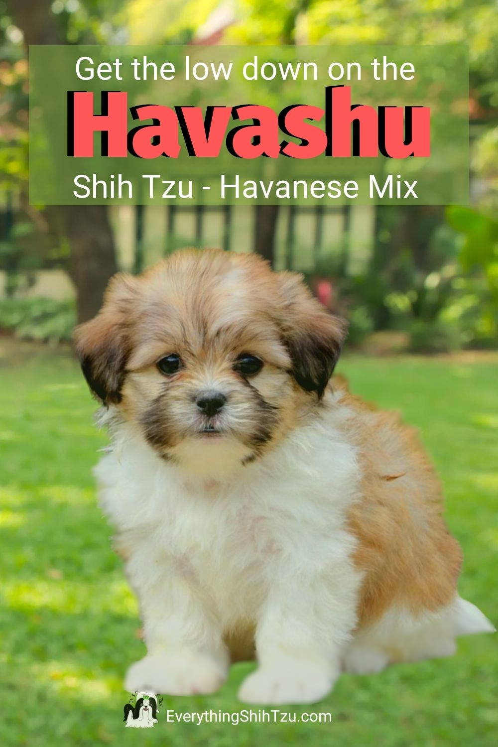 havanese shih tzu mix puppies