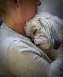 What to expect as your Shih Tzu gets older Gray and white Shih Tzu resting it's head on female