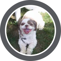 A portrait of Max, a liver Shih Tzu